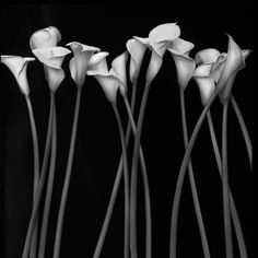 34 Best Flower Calla Images On Pinterest Lilies Beautiful Http 25 Media Tumblr Lsifjomqcd1qawgp4o1 400 Jpg Black And White