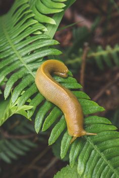 64 best banana slugs