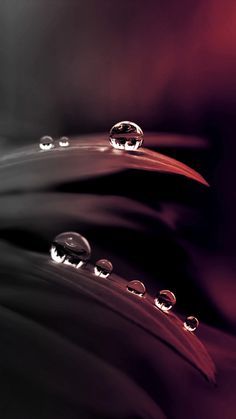 reflection water reflections water drops and reflection waterdrop theme