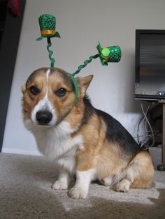 17 Best Corgis In Advertising Images On Pinterest Corgi Seriously Take These Things Off Corgi Dog Hy St Patricks