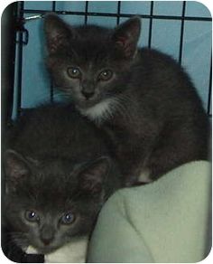 westfield ma domestic longhair meet 2 b w kittens a kitten for