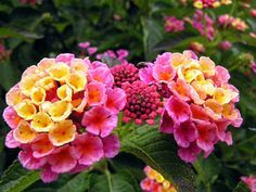 Lantana attracts butterflies and likes full sun. The petals deepen in color as they spread out from the center Lantana Flower, Lantana Camara, Butterfly Bush, Sun Garden