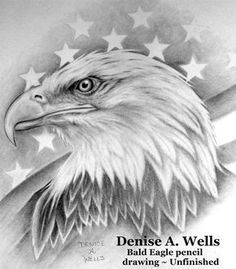 realistic eagle drawing bald eagle drawings the big birds of prey