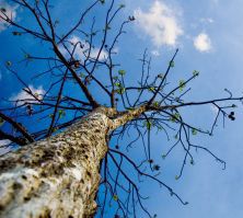 Element Of Design Positivee Impact The Tree Is The Main Focus Of This Picture And Not The Sky P Ographer Manu M Element Of Design Positivee Impact The Tree Is The Main Focus Of This Picture And Not The Sky P Ographer Manu M