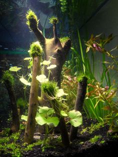 7 best driftwood ideas