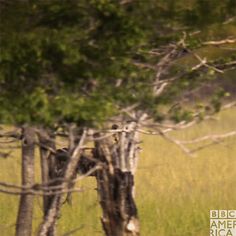 Meet Tait Alpha Female Ruling Queen And One Of The Most Successful Painted Wolves In History Dynastiespaintedwolf Nature Gif Bbc America Puppies Gif