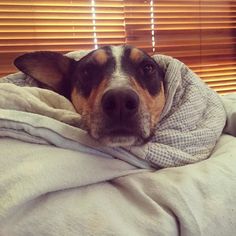277 Best Snug As A Bug In Rug Images 2018 Adorable Animals Snug As A Bug In Rug Kelpie Kelpiesofinstagram Cold Warrnambool
