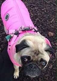 Puppia Fleece Lined Pink Mountaineer Coat Available At Www