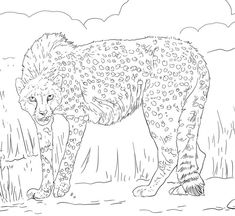 Realistic Cheetah Coloring Pages