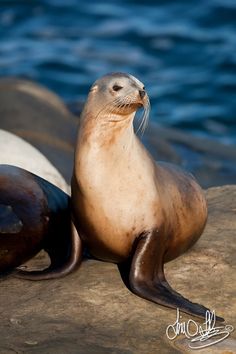 28 Idees De Otarie Animaux Animaux Marins Phoque 28 Idees De Otarie Animaux Animaux Marins Phoque