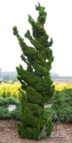 73 best columnar trees