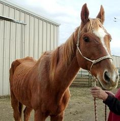 Can I Horse Weight Gain To Feed What My Can I Horse Weight Gain To Feed What My