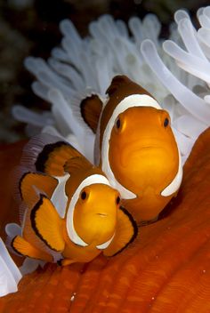26 best percula clownfish