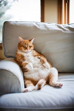 Cat Flirt Intalnire