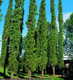73 best columnar trees