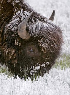 1108 best buffalo images in 2018 american bison wild animals