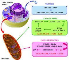 Mejores ideas definicion de metabolismo basal