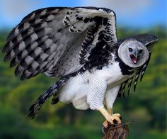 aguila harpia latest 688574