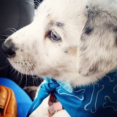 australian shepherd or golden retriever clancy james the australian shepherd golden retriever puppies australian shepherd or golden retriever clancy james the australian shepherd golden retriever puppies