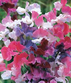 Fleur Sweet Pea hi//High Scent 30 FINEST SEEDS grandiflora