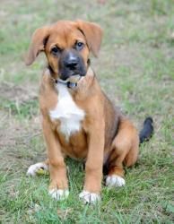 Adopt Blossom On Boxer Beagle Mix Beagle Mix Dog Breed Info