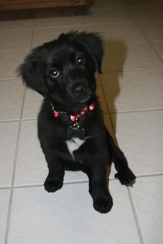 Welpe ab sofort abzugeben Labrador / Schäferhund / Berner