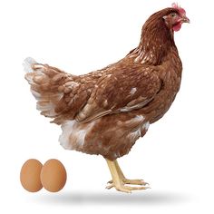 45 Ideas De Gallinas Ponedoras Pollos De Engorde Pollos De Engorde Gallinas Ponedoras Gallinas