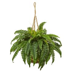 22 Large Boston Fern Silk Plant W Hanging Basket Liked On Artificial 33 Boston Fern Hanging Basket