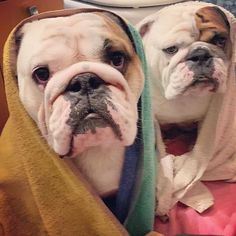 When Searching For English Bulldogs For Sale In Texas You Should