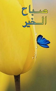 صور صباحيه - مسجات وصور صباحيه 2020