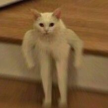 Cat Memes Cat Memes
