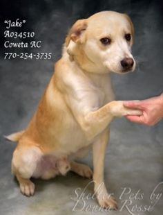 La Verne Ca Mutts N Stuff Small Dog Rescue Jack Rus Terrier La Verne Ca Mutts N Stuff Small Dog Rescue Jack Rus Terrier Mix Meet Snoopy A Puppy For Adoption Http Www Adoptapet Pet 15092290 L