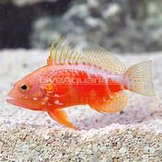 185 best reef safe