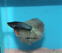 Aqualoto Sl Eizquierdosant Perfil Pinterest