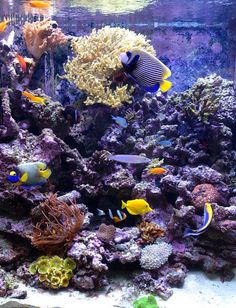 67 best saltwater tank