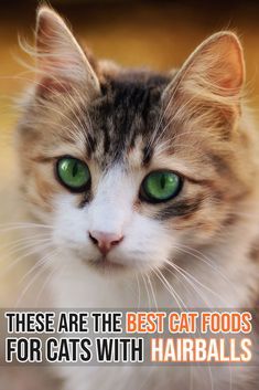 Lanalux Flea Collar Flea Tick Prevention Cats One Size Tick Prevention Fleas Training Your Dog