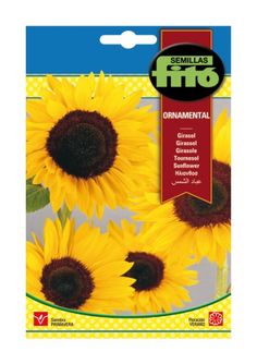 Tournesol Helianthus Giganteus Hauteur 300 cm Graines