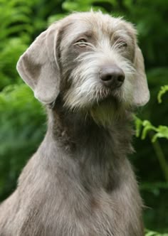Slovakian Pointer Dog Pups For Sale Slovakian Pointer Dog Pups For Sale