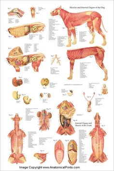 12 Best Fetal PIg Images On Pinterest