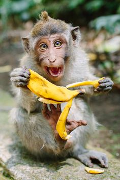 For Monkey piss beer really. And Monkey piss beer have