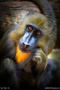 Flying Monkey Ursus On Pinterest