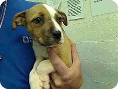 american pitbull terrier puppies for adoption pictures of beannie a pit bull terrier mix for adoption in american pitbull terrier puppies for adoption pictures of beannie a pit bull terrier mix for adoption in