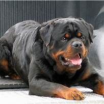 Pin By Saundra K On Dogs Dogs Dog Breeds Rottweiler Lovers