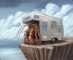 98 best hermit crab