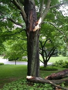 152 Best Tree Advice Images On Pinterest Helping Hands April 24 The Davey Tree Expert Company Provides Residential And Commercial Service Landscape Throughout North America