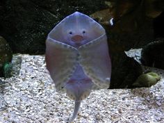 147 best stingrays images