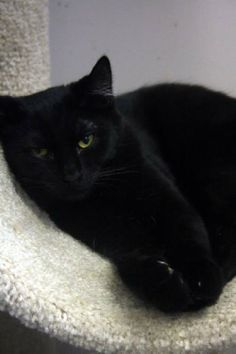 Persian Cat Rescue Wv Persian Cat Rescue Wv