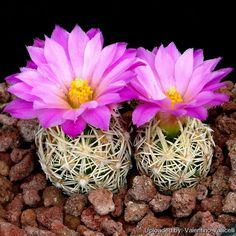 25 Samen Seeds Escobaria hesteri