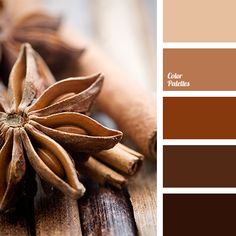 beige, black, brown, chocolate, color palette for home, color beige, black, brown, chocolate, color palette for home, color