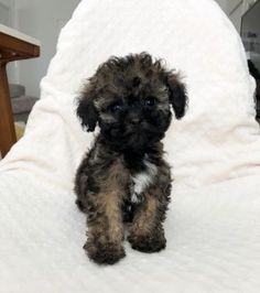 Shorkie Puppies For Sale Shorkie Puppies Shorkie Puppies For